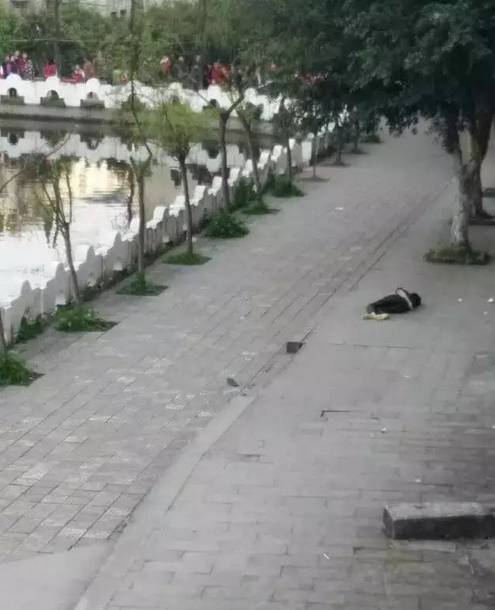 泸州太伏中学事件最新进展与论述