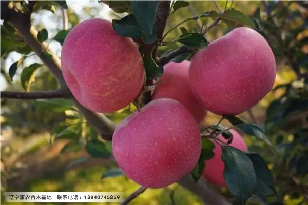 辽宁寒富苹果最新价格及自然美景旅行探索